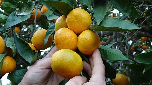 Ordu’da narenciye üretimi fındığa güçlü bir alternatif haline geliyor.