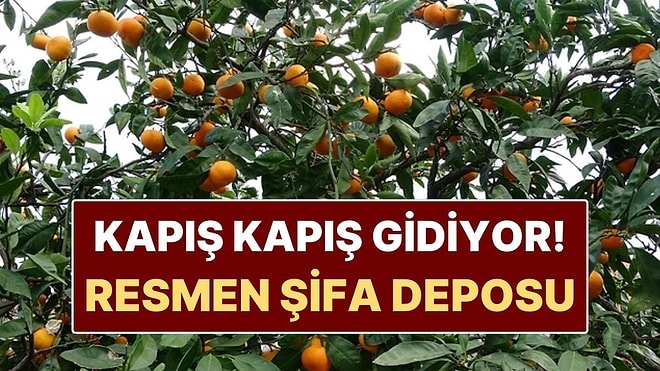Şifa Deposunun Hasadı Başladı! Pazarda 20 TL’ye Kapış Kapış Gidiyor