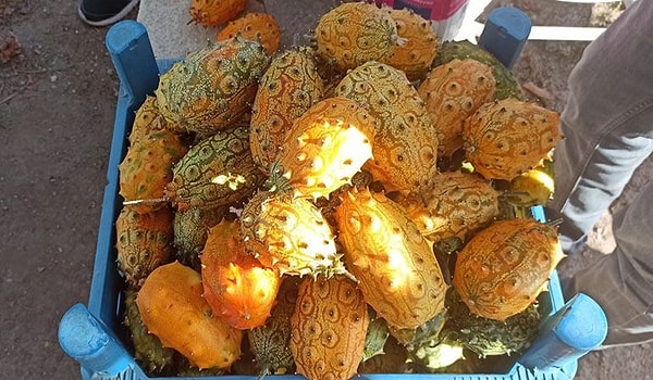 Kiwanonun Tadı Neye Benziyor?