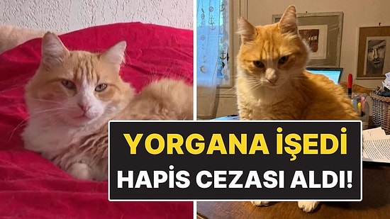 Dünyanın İlk Mahpus Kedisi! Komşunun Yorganına İşedi Hapis Cezası Aldı