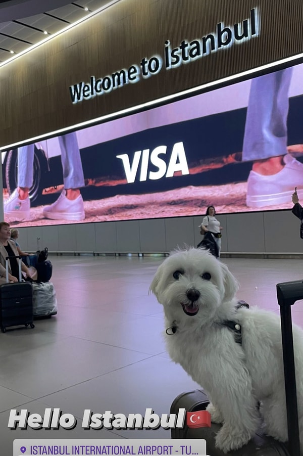 Tofu ve sahibi, havalimanındaki seyahat deneyimlerinin kolaylığından oldukça memnun kaldı.