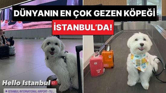 Dikkat, Şeker Komasına Sokabilir: Dünyanın En Çok Gezen Köpeği ‘Tofu’ İstanbul'da!