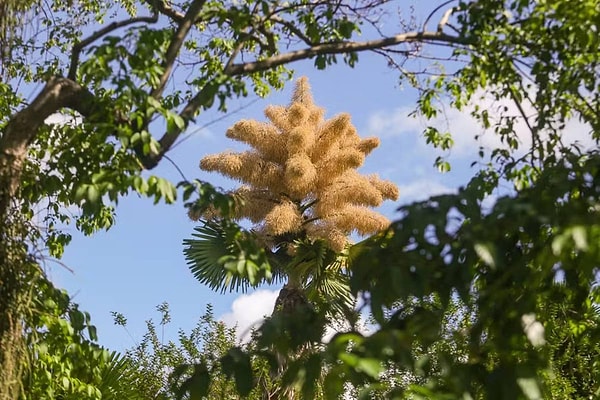 Dünyanın en büyük çiçek salkımlarından biri.