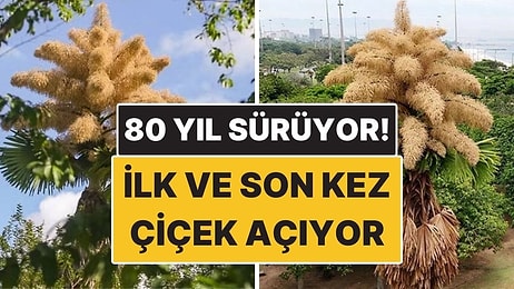 Bu Ağaçlar Hayatlarında İlk ve Son Kez Çiçek Açıyor! 80 Yılda Bir Gerçekleşiyor