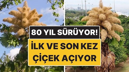 Bu Ağaçlar Hayatlarında İlk ve Son Kez Çiçek Açıyor! 80 Yılda Bir Gerçekleşiyor