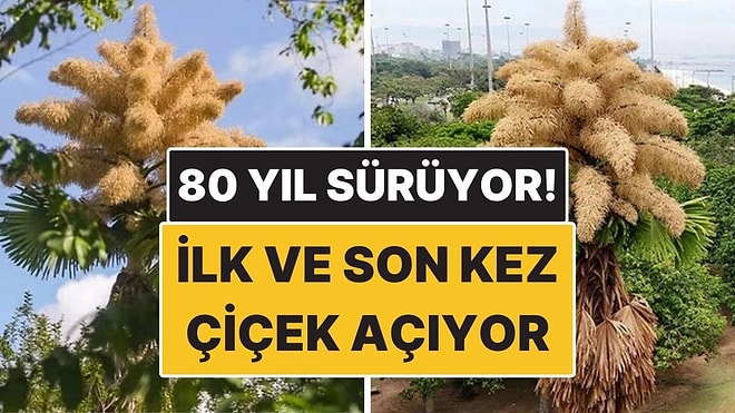 Bu Ağaçlar Hayatlarında İlk ve Son Kez Çiçek Açıyor! 80 Yılda Bir Gerçekleşiyor