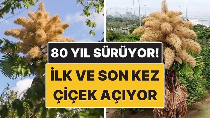 Bu Ağaçlar Hayatlarında İlk ve Son Kez Çiçek Açıyor! 80 Yılda Bir Gerçekleşiyor