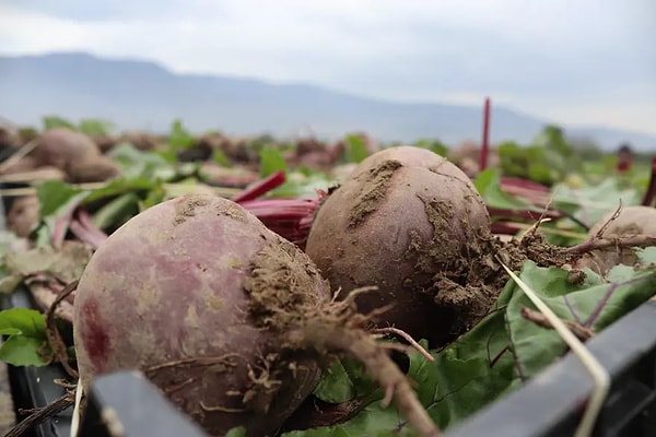 Kırmızı pancar, özellikle folat bakımından zengin olduğu için kalp ve damar sağlığını destekliyor.