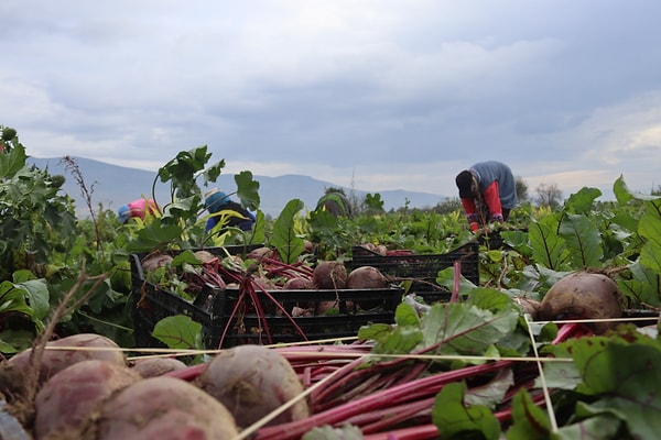 Yağmur, soğuk ve çamur altında toplanıyor. Tarlada 10 TL’den satılan pancar, pazarda 40 TL’ye çıkıyor.