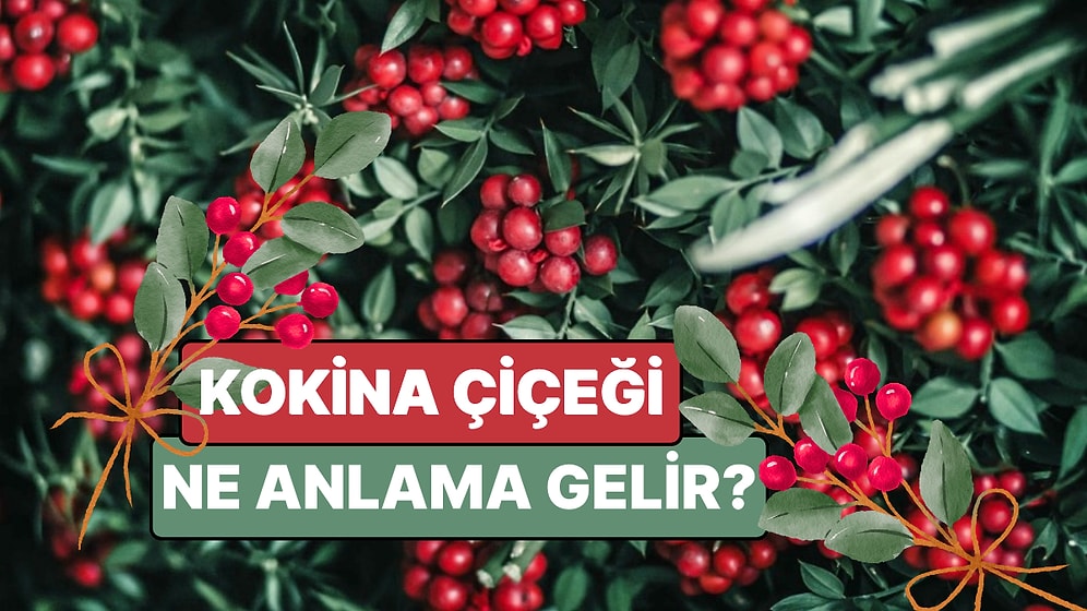 Kokina Nedir, Ne Anlama Gelir? Yılbaşında Neden Kokina Çiçeği Alınır? İşte Yılbaşı Ruhunun Kırmızı Sırrı