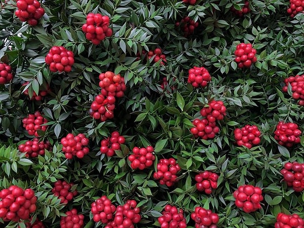 Kokina Efsanesi: Yılbaşında Kokina Almak Ne İşe Yarar?