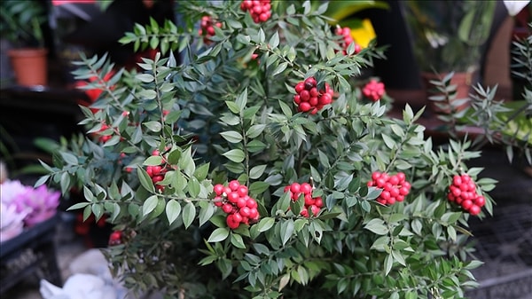 Kokina Çiçeğine Nasıl Bakılır?