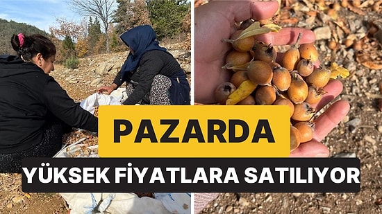 Vatandaşlar Mutlu: 30 Yıl Önceki Gizemli Aşı, Toros Dağları’nda Beklenmedik Bir Geçim Kaynağına Dönüştü