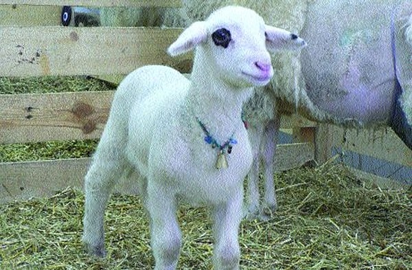 11. Türkiye'de klonlanan ilk koyununun adı nedir?