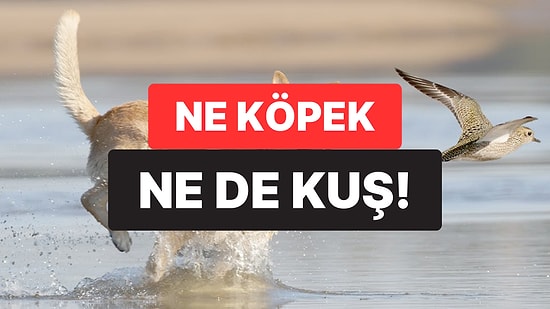 Bilimsel Araştırmalar Anksiyeteyi Azaltan Tek Hayvanı Açıkladı: Sakinleştiriyor, Empati Kurdurtuyor