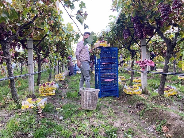 Manisa'da üzüm yetiştiriciliği, kökleri antik çağlara uzanan zengin bir tarihe sahip.