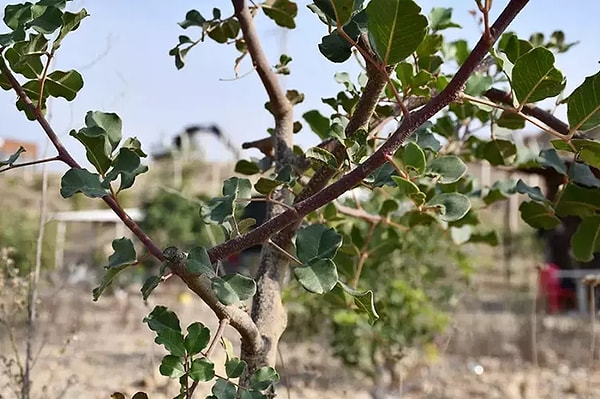 "Orman Bölge Müdürlünden destek aldık"