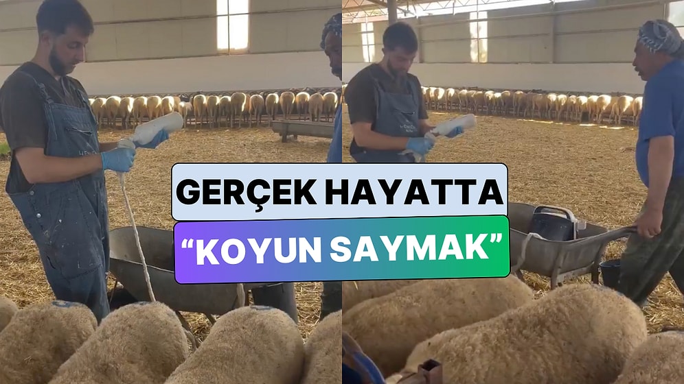 Koyun Saymak Böyle Bir Şey mi? Koyunlara Yapılan Aşırı Hızlı Gebelik Muayenesi İzleyenleri Hipnotize Etti
