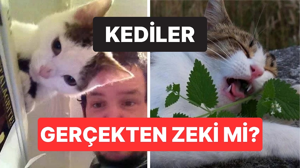 Kedinizin Gerçekten Zeki Olup Olmadığını Gösteren Bilimsel İşaretler