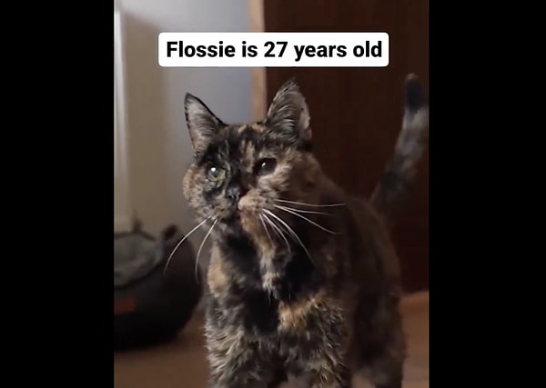 En uzun yaşayan kedi kaç yaşındaydı?