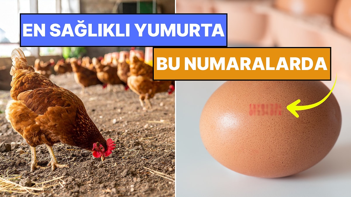 Meğerse Çok Önemliymiş! Yumurtaların Üzerindeki Kodlar Ne Anlama Geliyor?