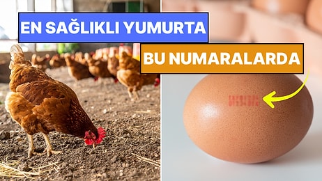 Meğerse Çok Önemliymiş! Yumurtaların Üzerindeki Kodlar Ne Anlama Geliyor?