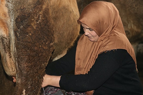 10 hayvanla başlayan üretim, devlet desteğiyle güçlendi