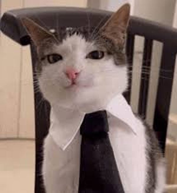 Business Cat
