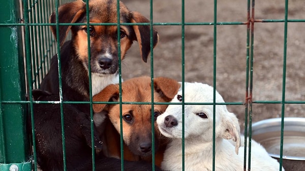 Yeni düzenlemeyle "barınak" ifadesi kaldırıldı