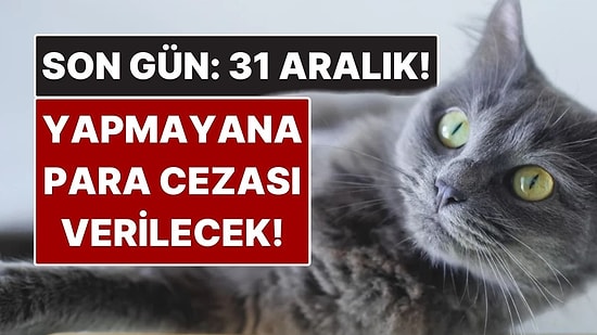 Evcil Hayvan Sahipleri Dikkat: Son Gün 31 Aralık! Yaptırmayana Para Cezası Var