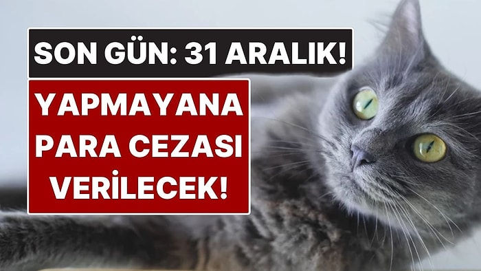 Evcil Hayvan Sahipleri Dikkat: Son Gün 31 Aralık! Yaptırmayana Para Cezası Var
