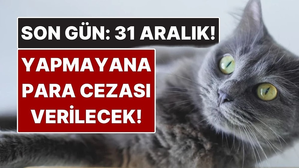 Evcil Hayvan Sahipleri Dikkat: Son Gün 31 Aralık! Yaptırmayana Para Cezası Var