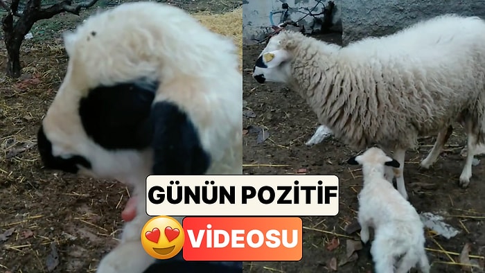 Yemek Yemeye Gidip Kendisini Unutan Annesini Yanına Çağıran Kuzuyu İzlerken Pamuk Gibi Olacaksınız