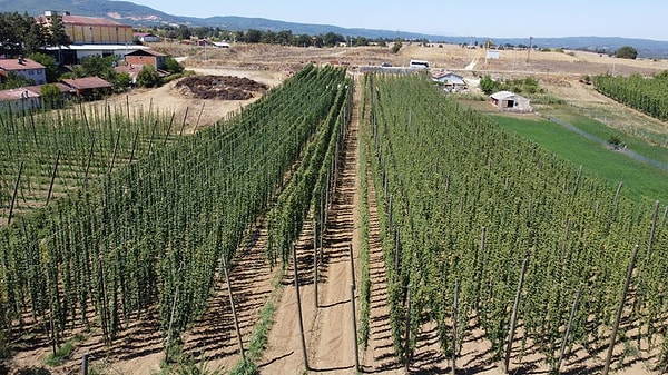 Şerbetçi otu, Türkiye'de yalnızca Bilecik'in Pazaryeri ilçesinde yetiştiriliyor.