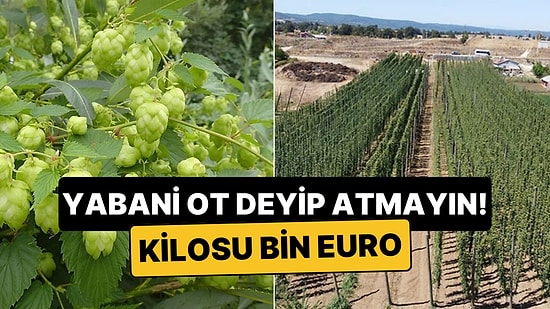 Türkiye'de 'Ot' Diye Atılan Bitkinin Kilosu Avrupa'da Bin Euro!