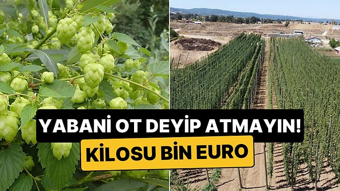 Türkiye'de 'Ot' Diye Atılan Bitkinin Kilosu Avrupa'da Bin Euro!