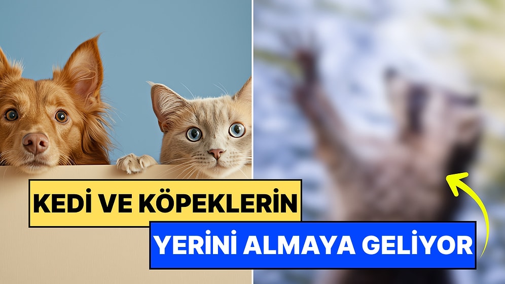 Kedi ve Köpeklerin Pabucu Dama Atılabilir: Evcilleşmeye Başlayan Bu Hayvana İlgi Büyük