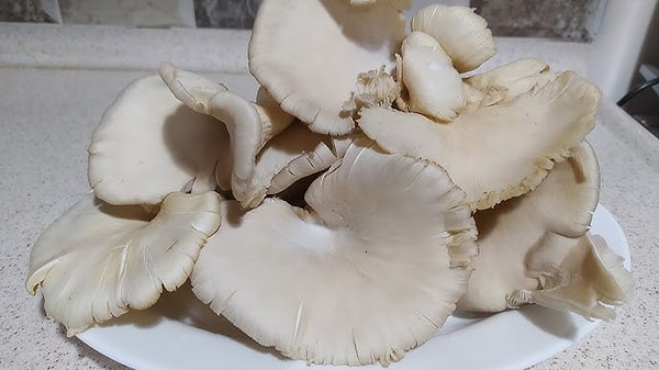 Araştırmacılar, Fusarium venenatum adlı bir mantarın genetik yapısını, dışarıdan yabancı DNA eklemeden düzenleyerek protein üretim kapasitesini artırmayı başardı.