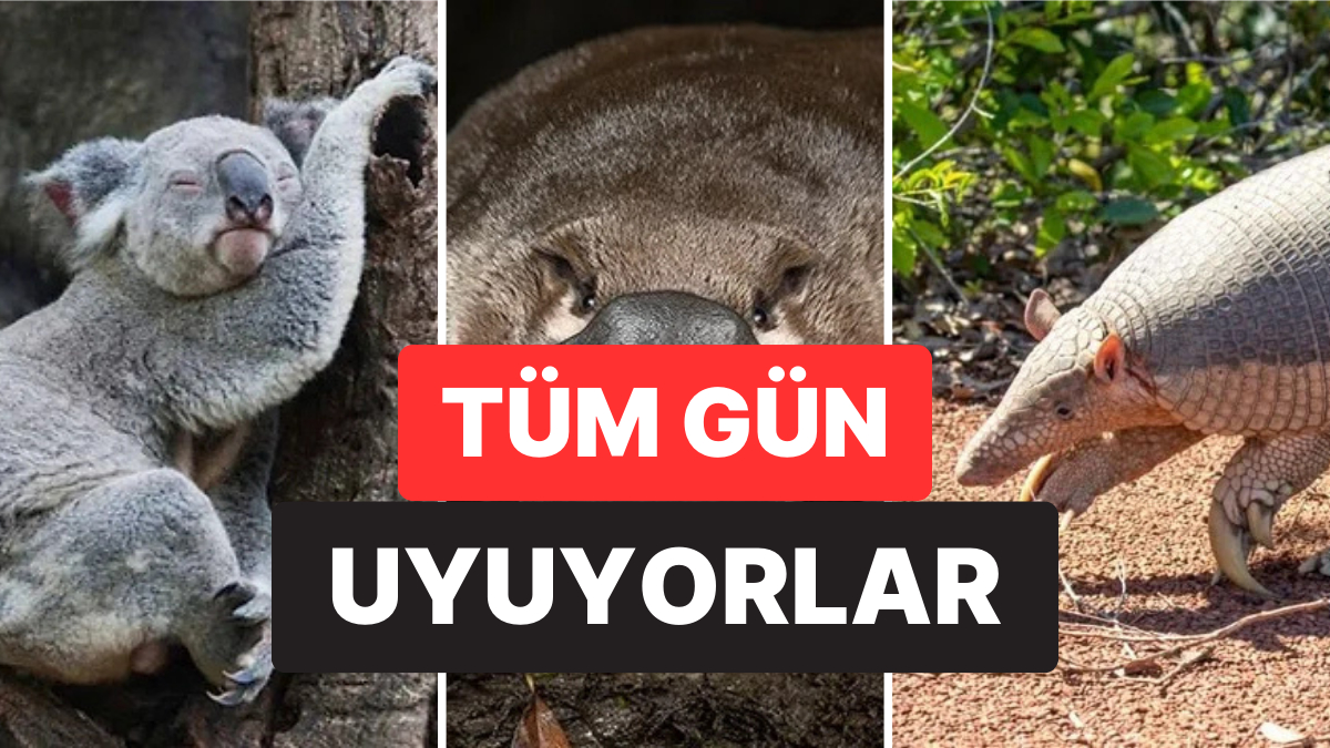 Neredeyse Tüm Gün Uyuyanlar Bile Var: Hayvanlar Aleminin En Çok Uyuyan 15 Üyesi