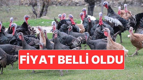 Yılbaşının Vazgeçilmezlerinden Hindinin Satış Fiyatı Belli Oldu