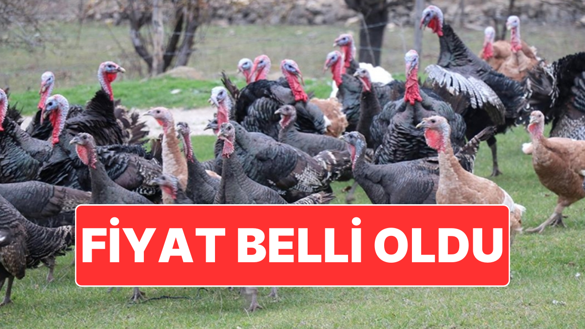 Yılbaşının Vazgeçilmezlerinden Hindinin Satış Fiyatı Belli Oldu