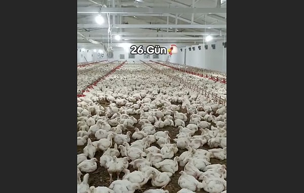 Endüstriyel tavuklar sağlıksız mı?