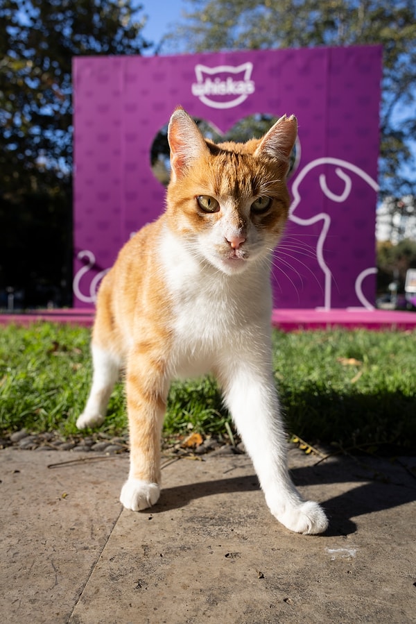 Çünkü bir anlık farkındalık, bir canın hayatını değiştirebilir!