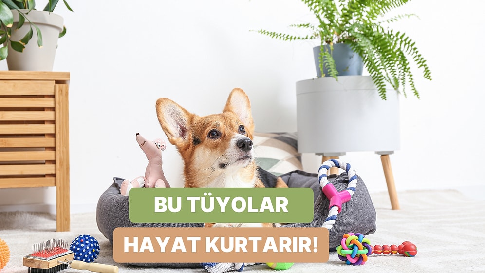 Evcil Hayvanlı Evlerde En Çok İşe Yarayacak 10 Tüyo