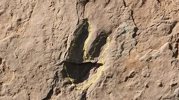 Yapılan ilk incelemeler, bu devasa sürülerin sadece düz hatlar üzerinde yürümediğini, aynı zamanda karmaşık sosyal davranışlar sergilediğini de ortaya koydu.