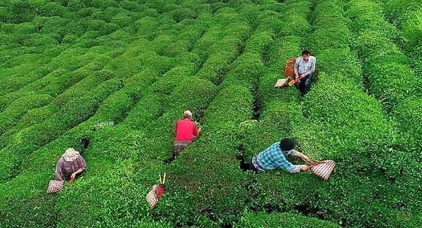 "Türkiye'nin en iyi siyah çayını temin etmeye odaklanacak."