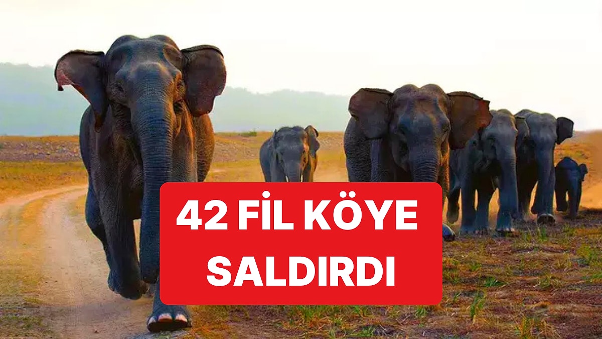 42 Filin Saldırdığı Köyde 4 Kişi Hayatını Kaybetti