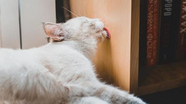 Zihinsel uyarı eksikliği ve can sıkıntısı etkili olabilir