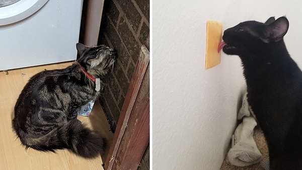 Beslenme dengesizlikleri ve pica ihtimali göz ardı edilmemeli