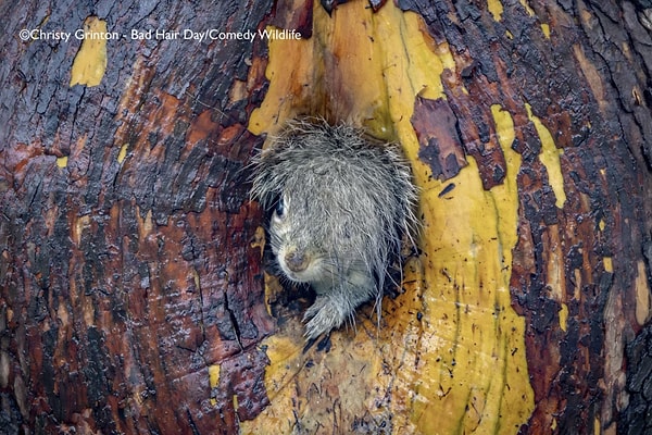 9. "Kötü Saç Günü" - Christy Grinton